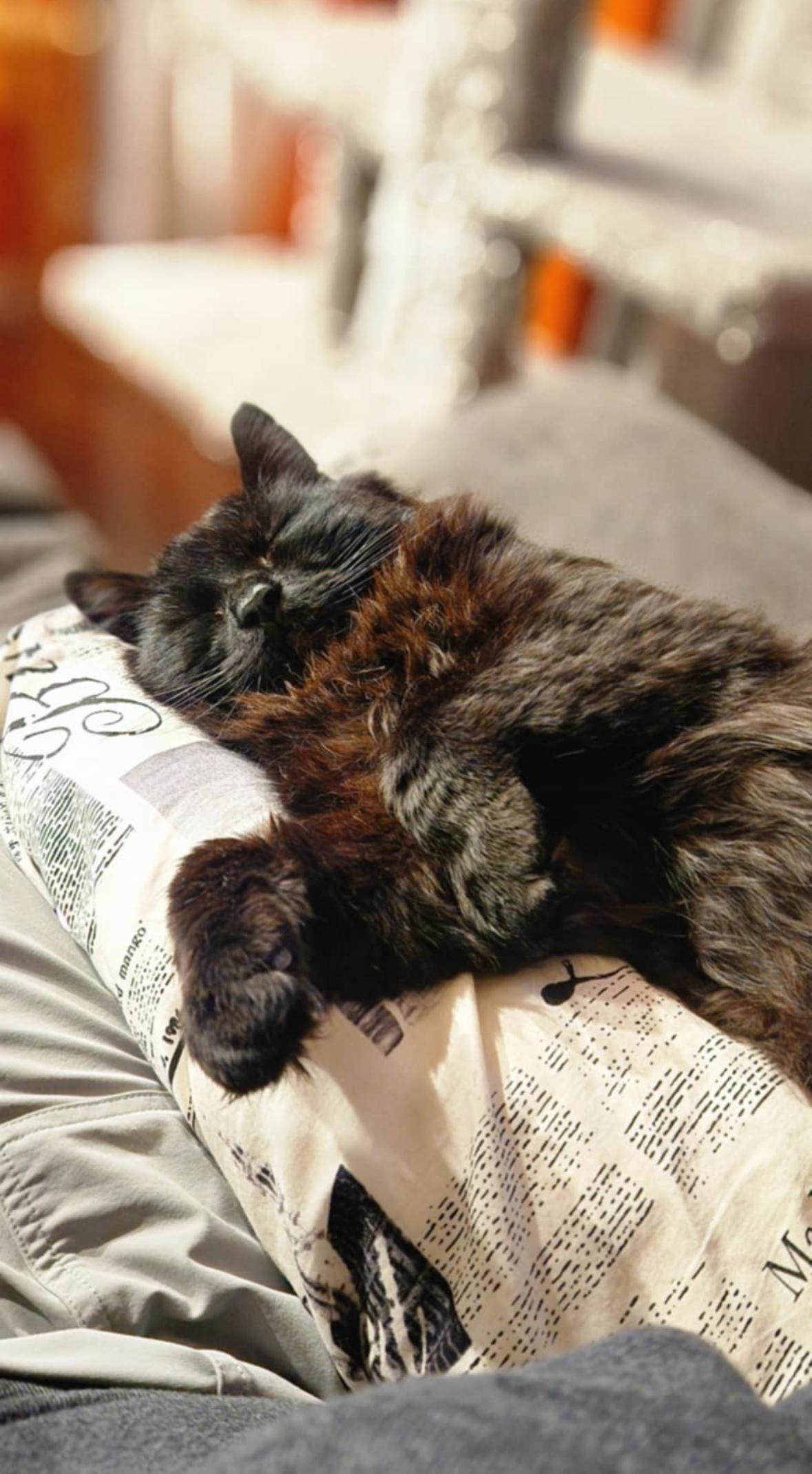 Toby, a Adoptable Domestic Long Hair in Courtenay, BC image 5/6