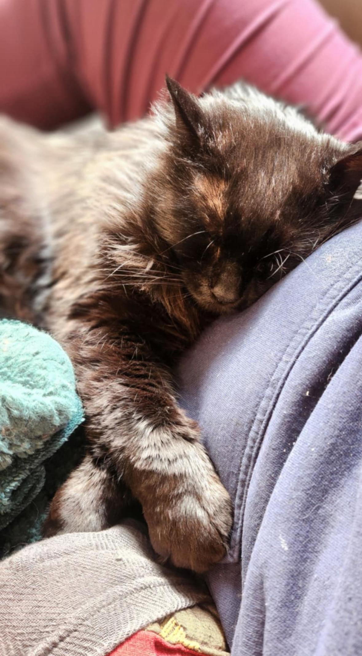 Toby, a Adoptable Domestic Long Hair in Courtenay, BC image 4/6
