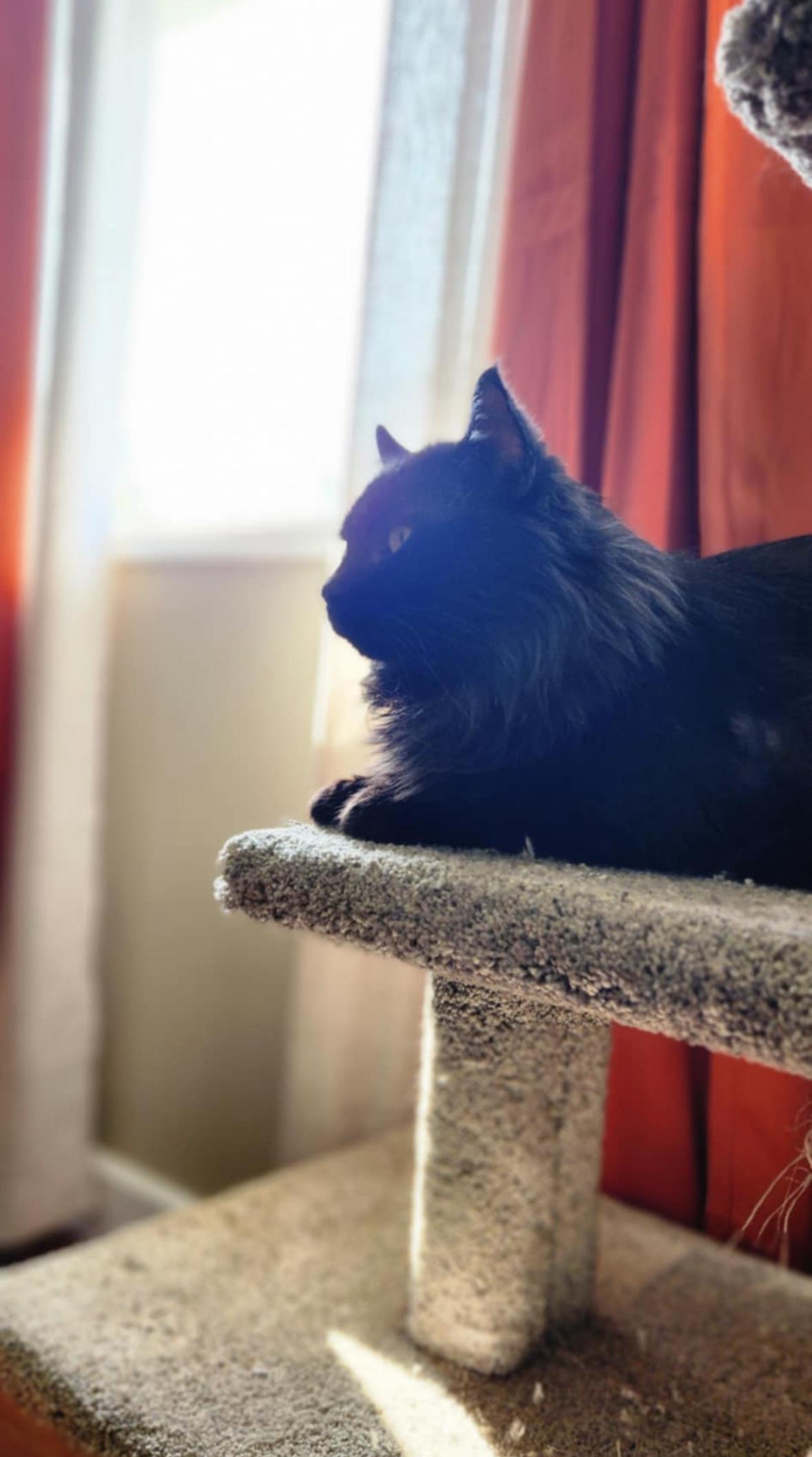 Toby, a Adoptable Domestic Long Hair in Courtenay, BC image 1/6