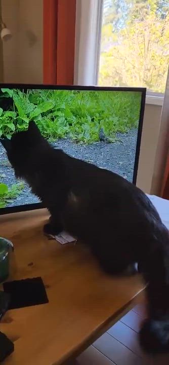 Enlarge Toby, a Adoptable Domestic Long Hair in Courtenay, BC video 6/6