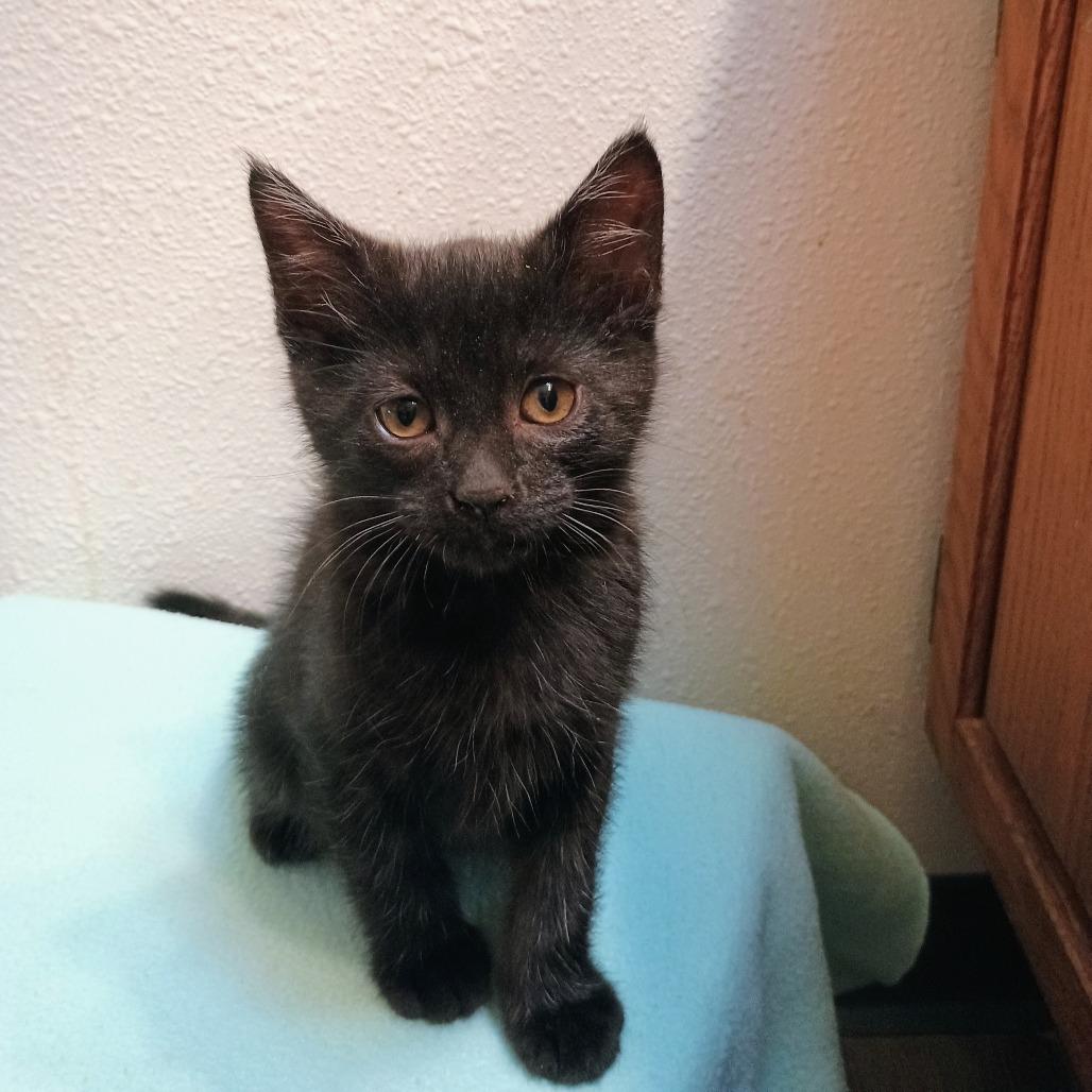 Cats & Kittens for Adoption in Fritz Creek, AK | Petfinder