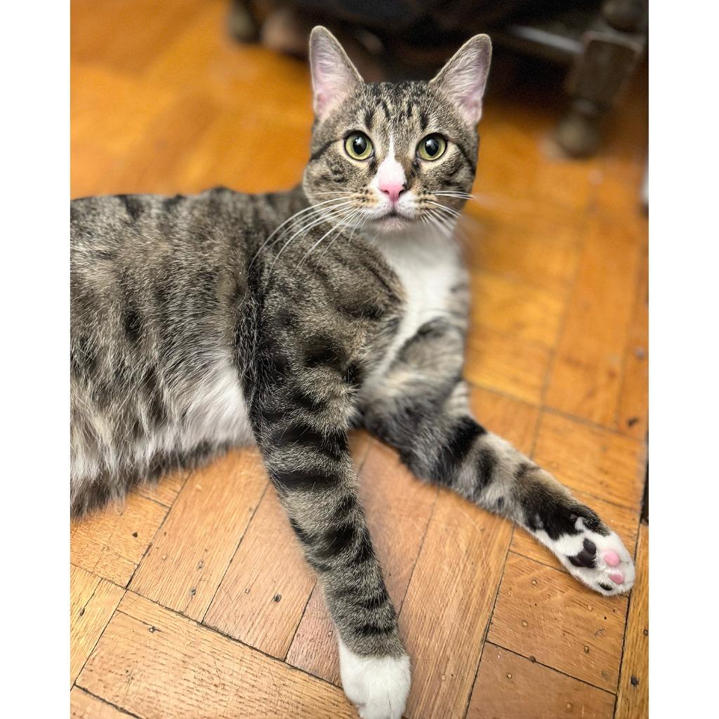 Saba, Adoptable, Young Male Domestic Short Hair.