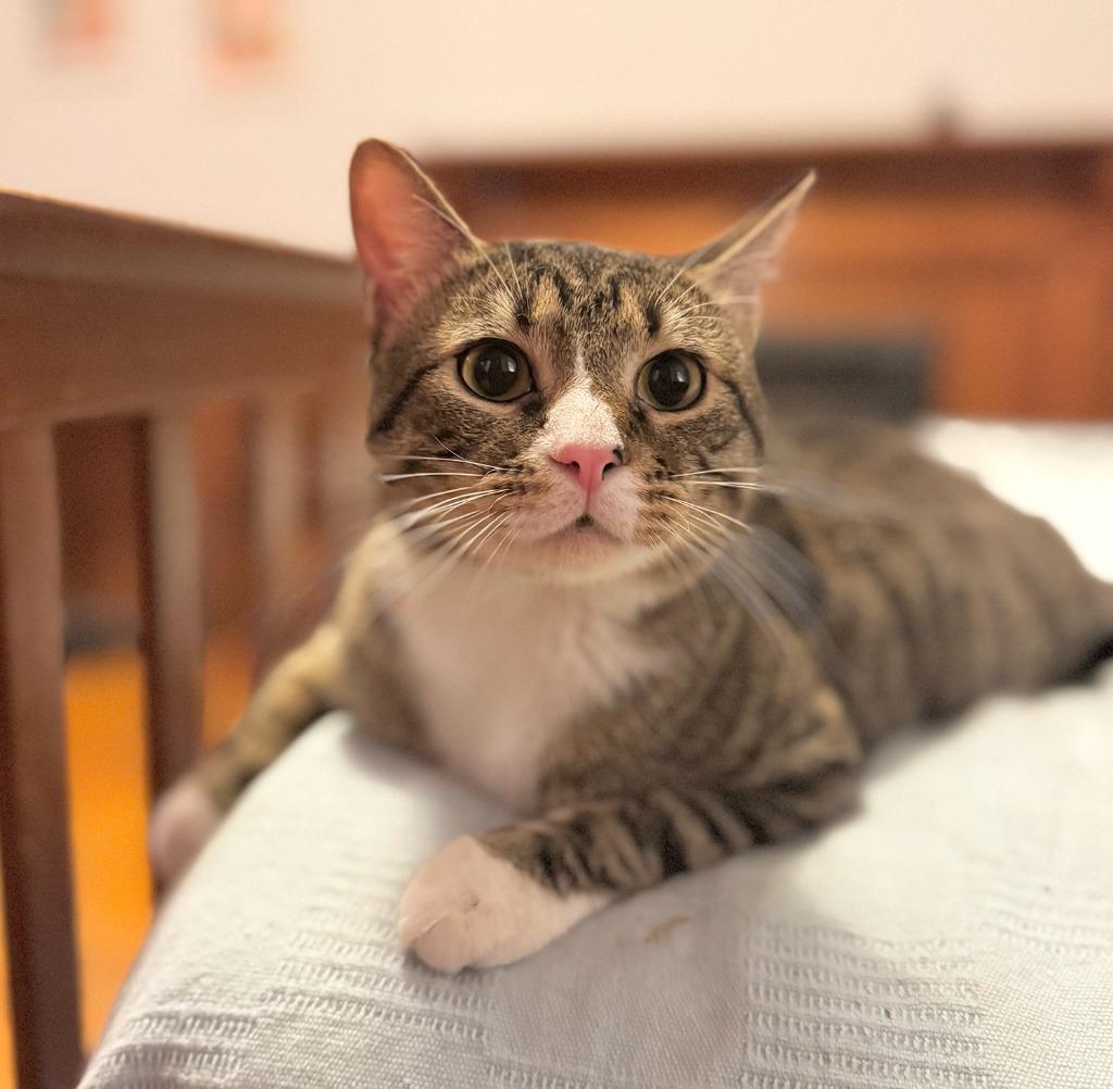 Saba, a Adoptable mixed breed in Brooklyn, NY image 2/4