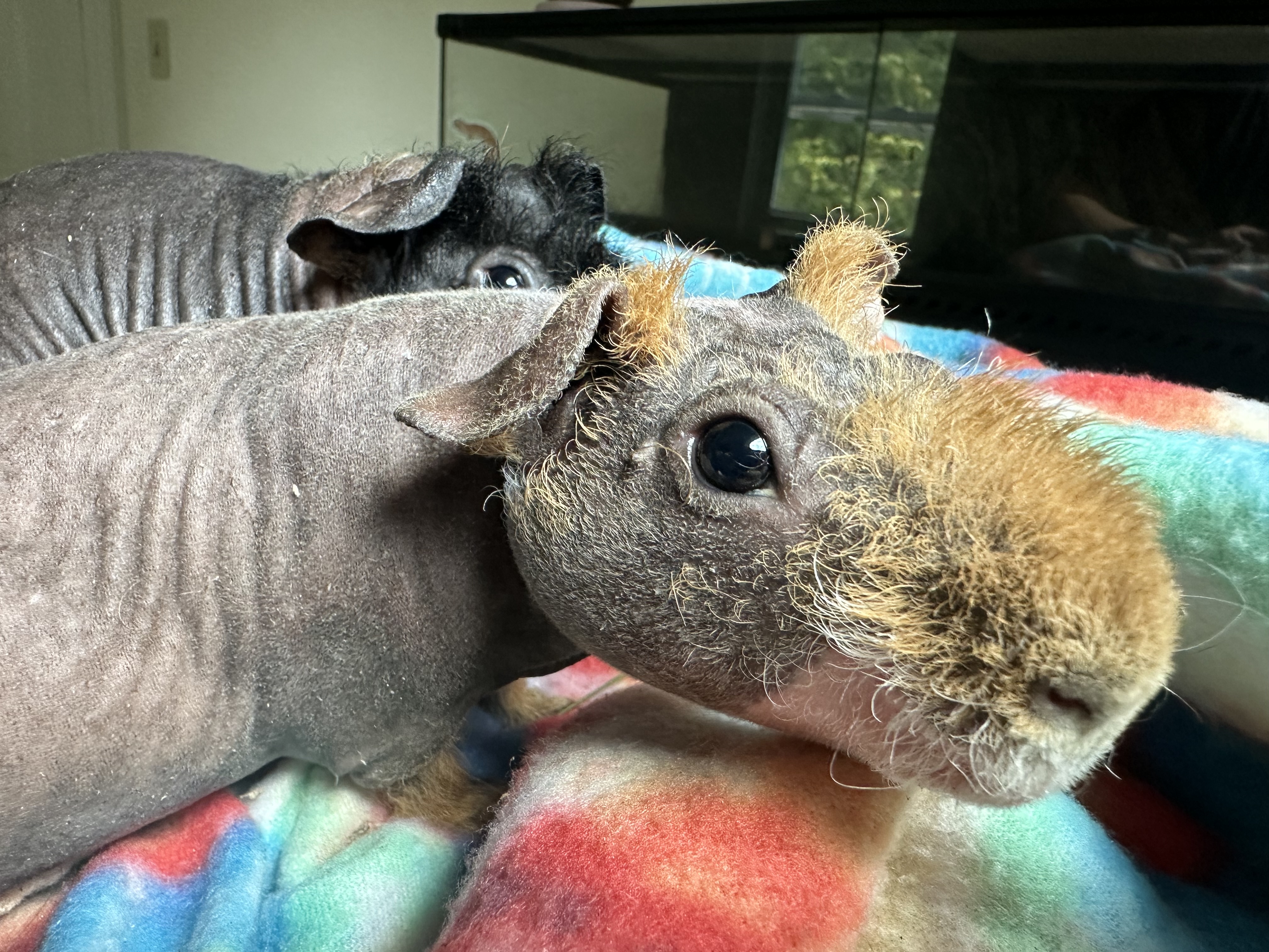 Hubert, Adopted, Young Male Guinea Pig.