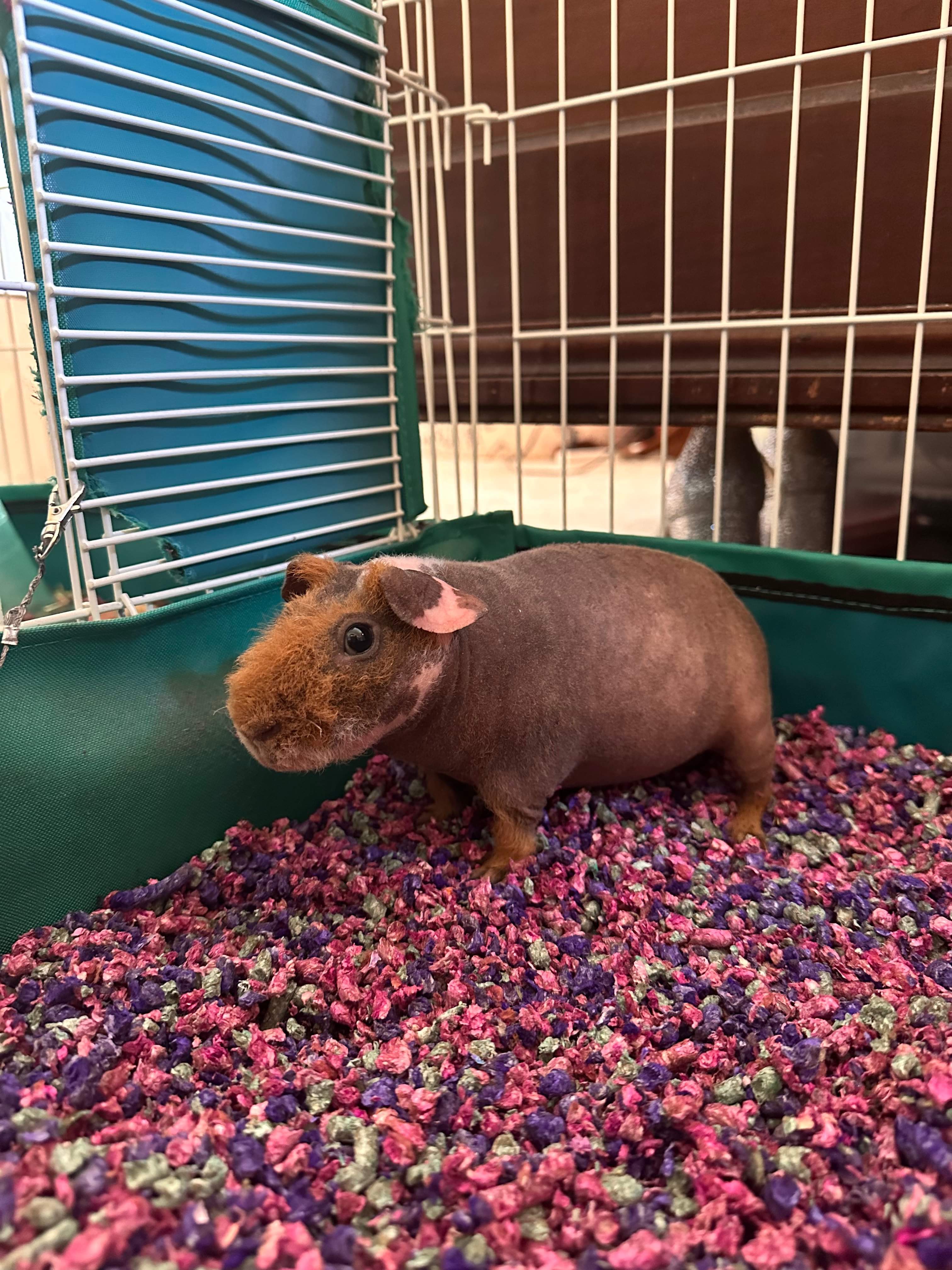 Hubert, a Adopted Guinea Pig in Frederick, MD image 2/4