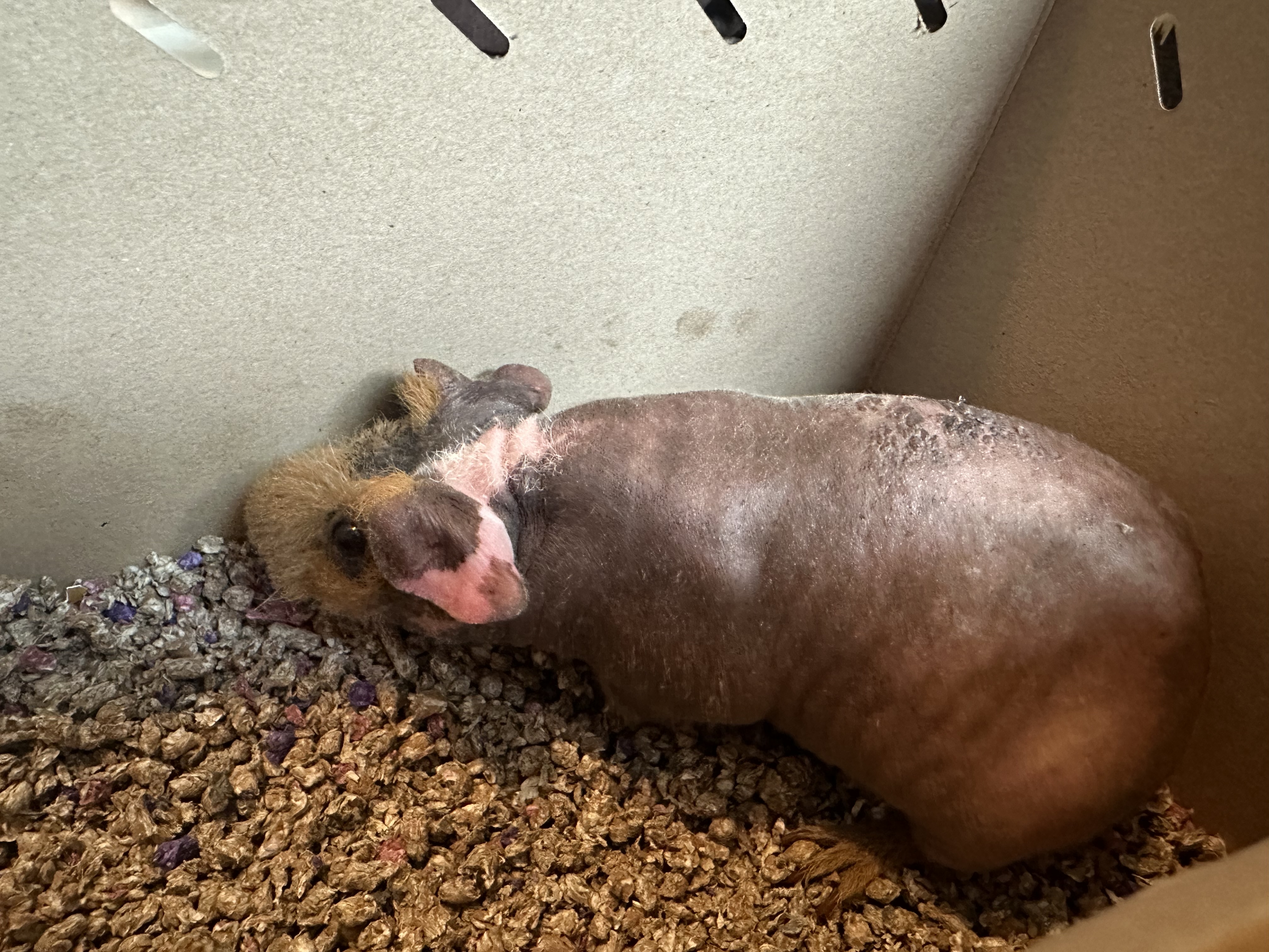 Hubert, a Adopted Guinea Pig in Frederick, MD image 3/4