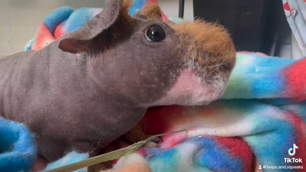 Enlarge Hubert, a Adopted Guinea Pig in Frederick, MD video 4/4