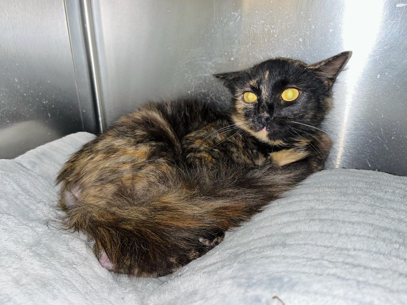 Chilli, Adoptable, Adult Female Domestic Medium Hair.