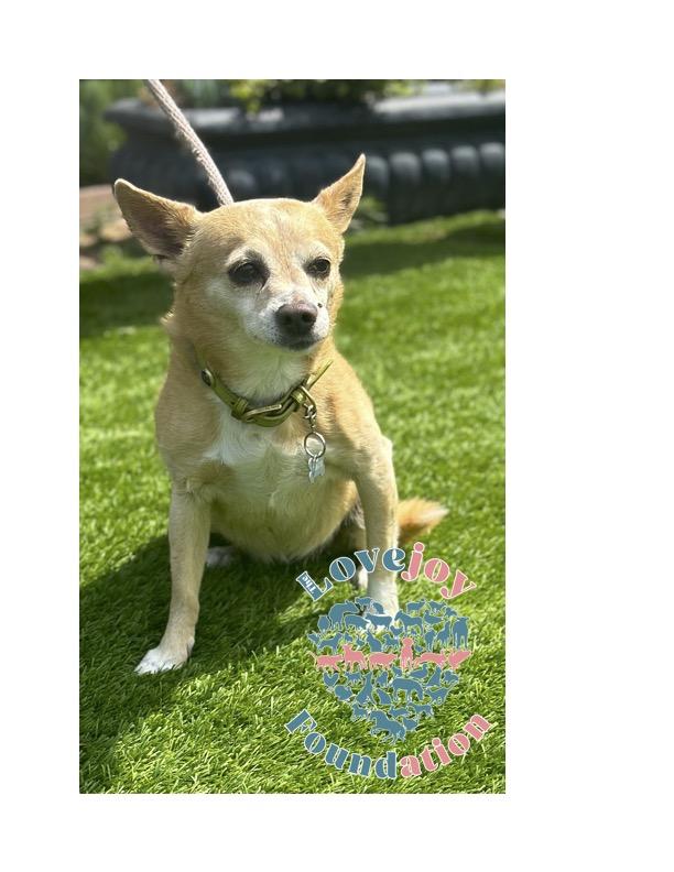 Lana, Adoptable, Senior Female Chihuahua.