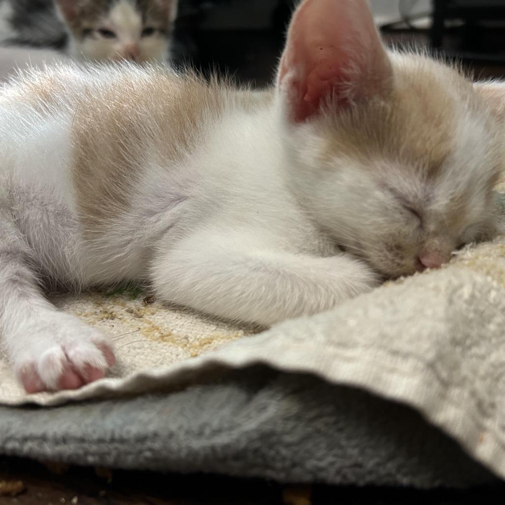 Truffle, Adoptable, Kitten Female Domestic Short Hair.