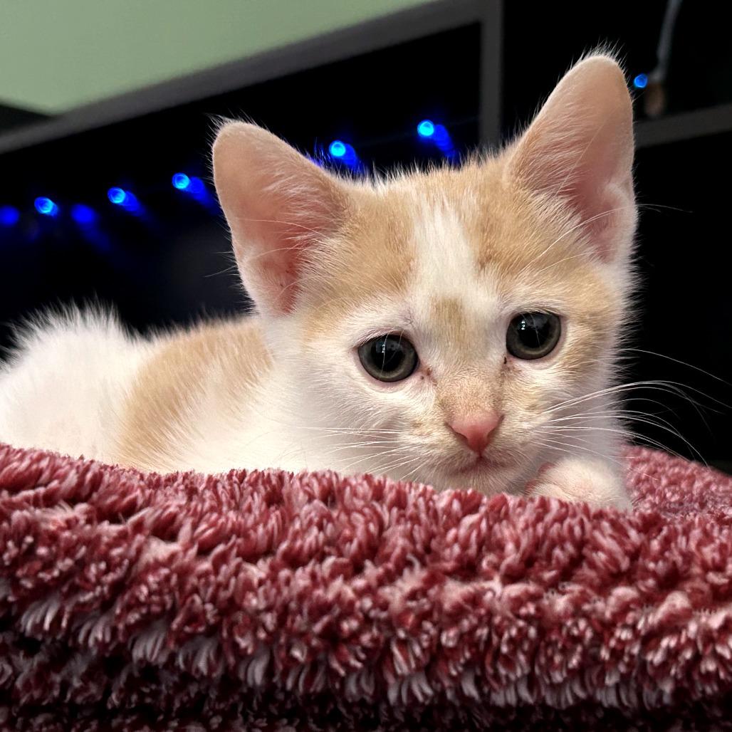 Truffle, a Adoptable Domestic Short Hair in Okmulgee, OK image 2/4