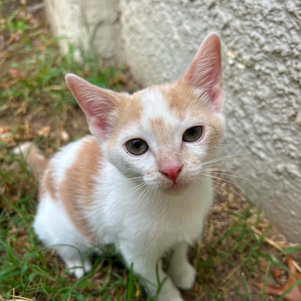 Truffle, a Adoptable Domestic Short Hair in Okmulgee, OK image 4/4
