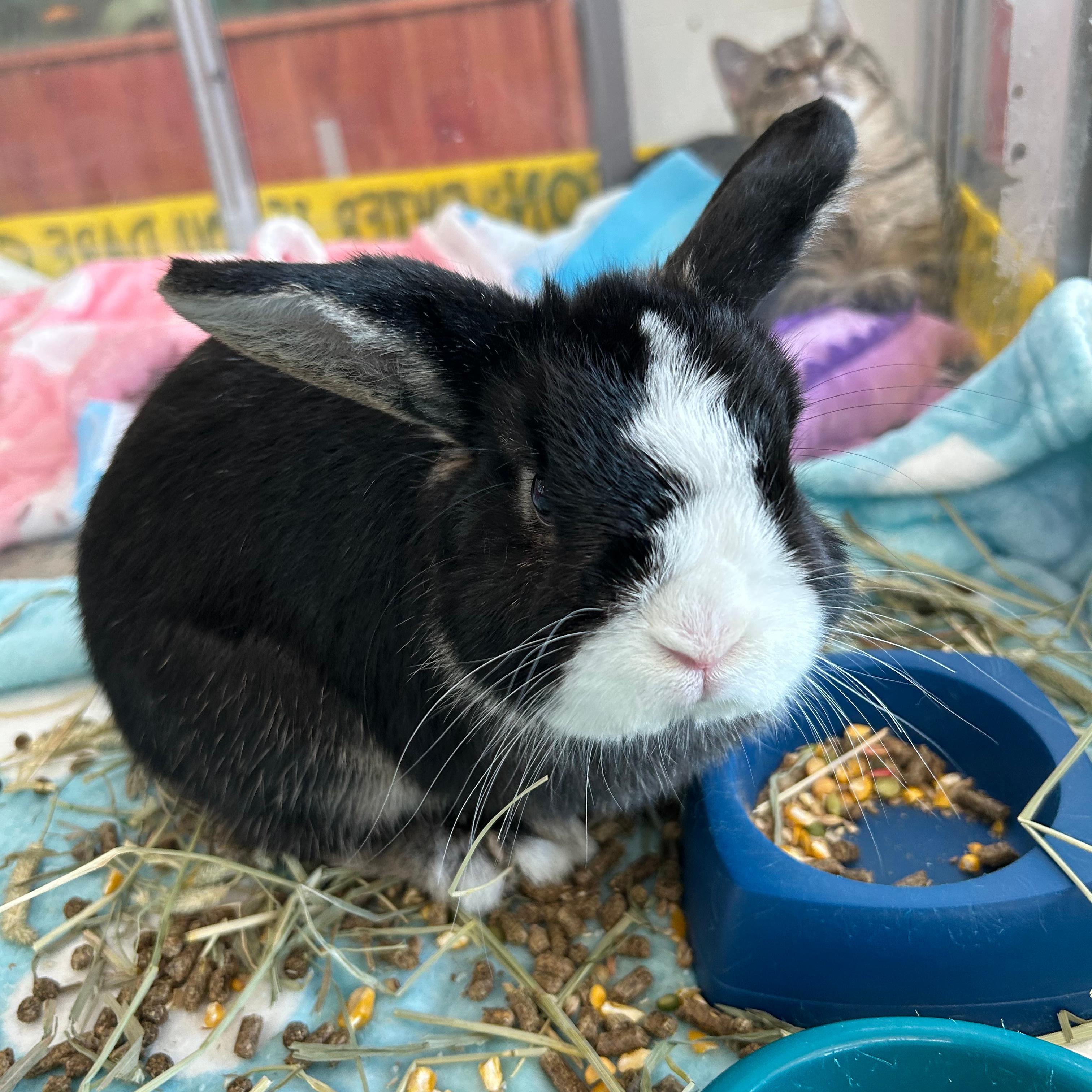 Enlarge Bean, a Adopted mixed breed in Lindon, UT image 1/1