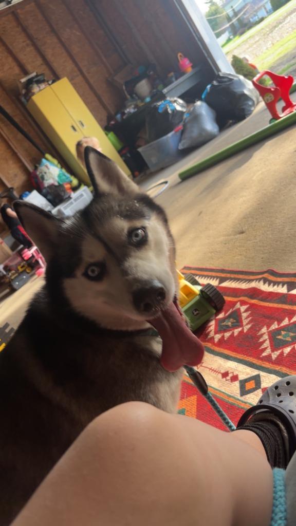 Shiya **COURTESY LISTING**, Adoptable, Adult Female Husky.