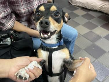 SPARKY, Adoptable, Adult Male Chihuahua.