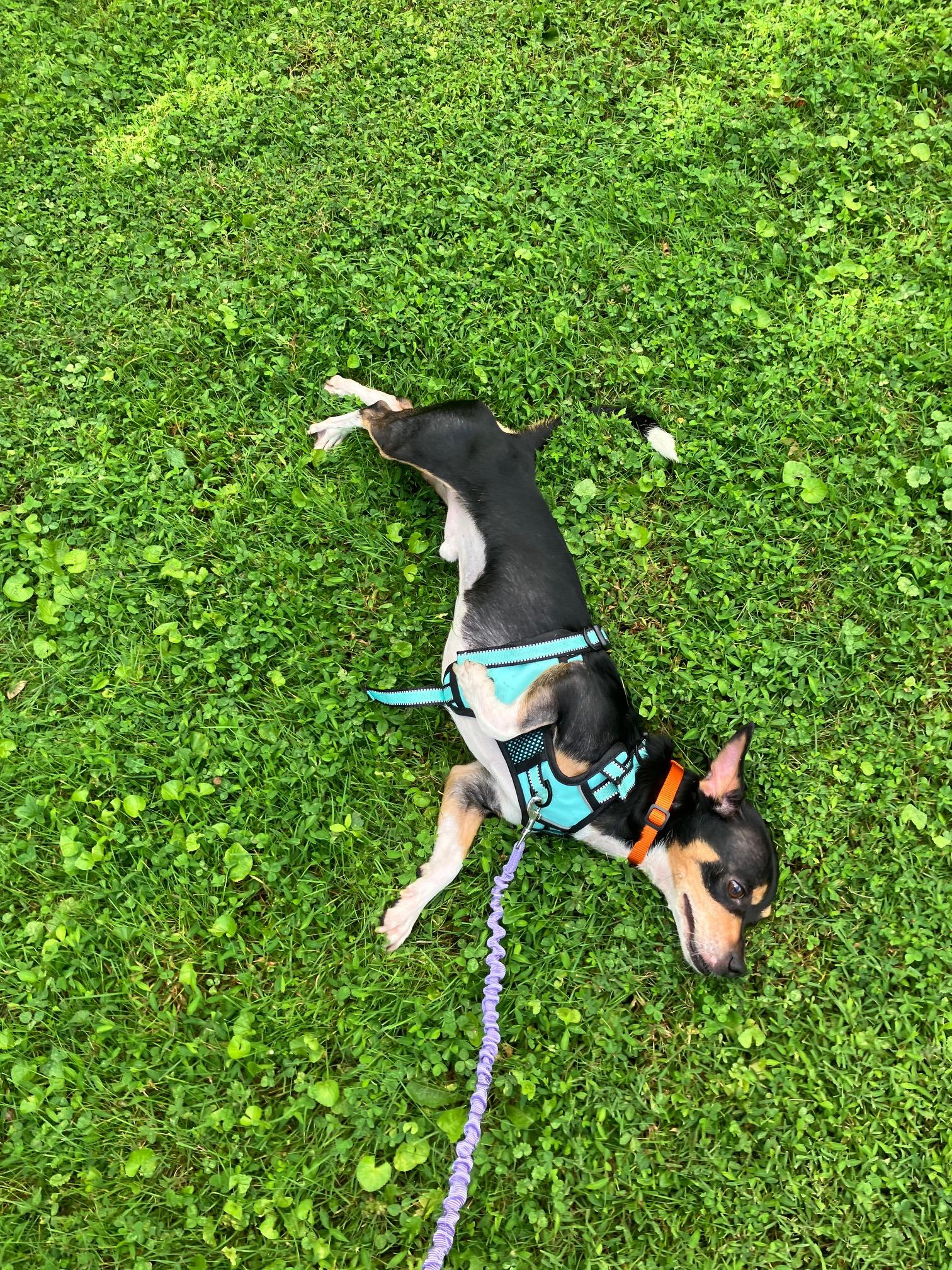 Enlarge SPARKY, a Adoptable mixed breed in White Plains, NY image 2/6