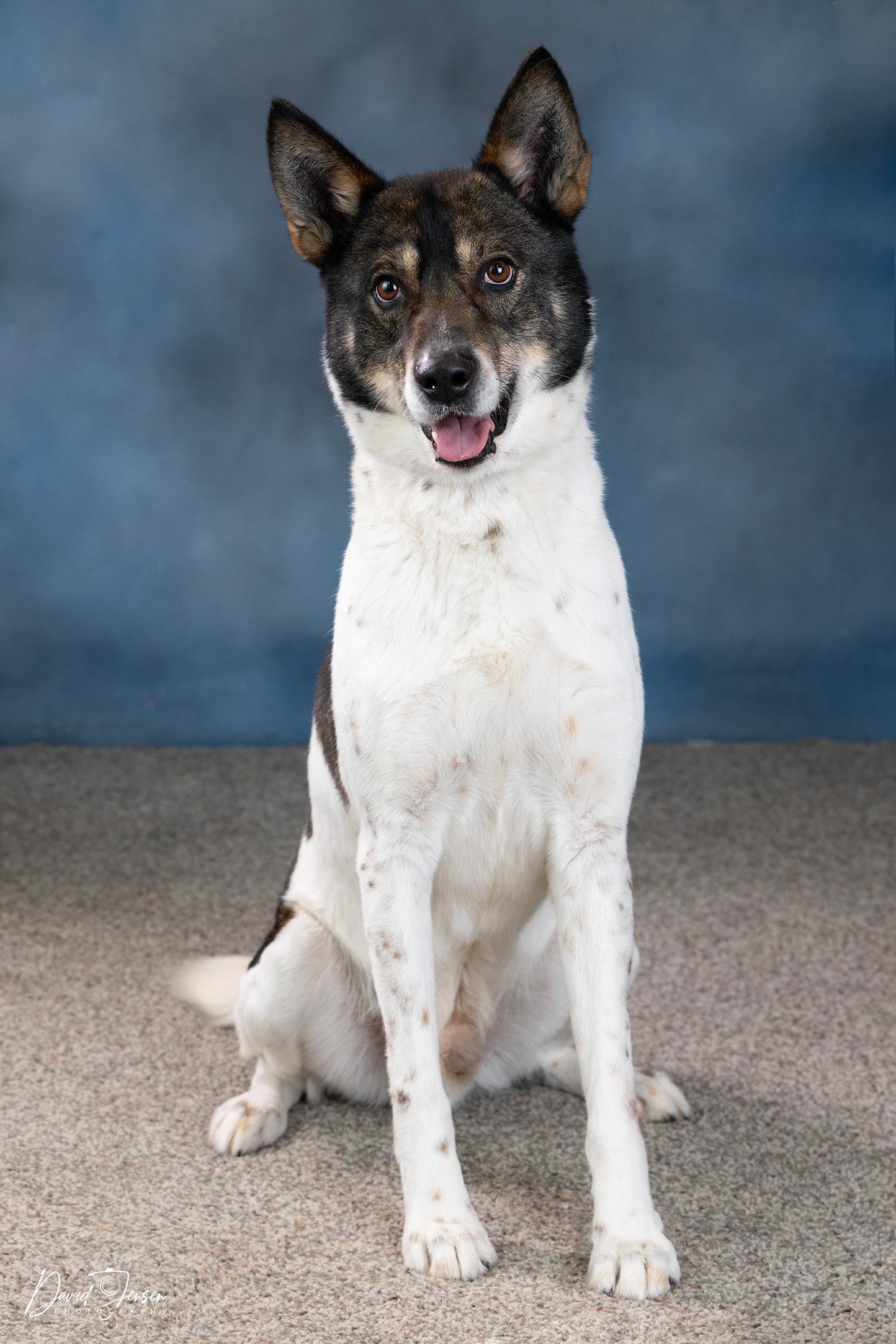 Radar, ADOPTABLE, Adult Male Husky.