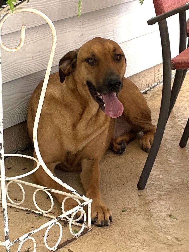 Bo, Adoptable, Adult Male Hound.