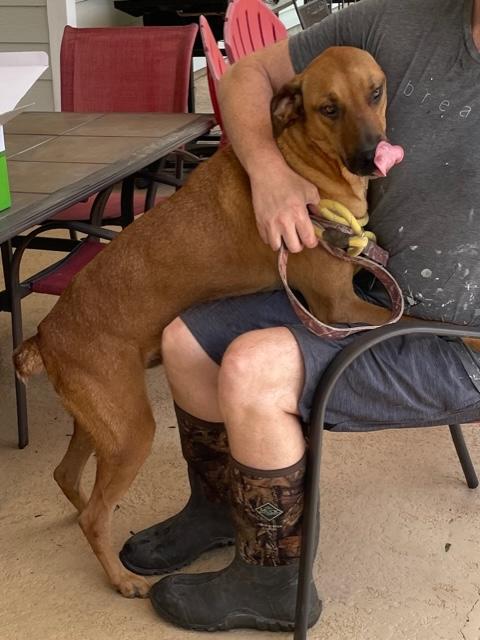 Enlarge Bo, a Adoptable mixed breed in Cairo, GA image 3/5