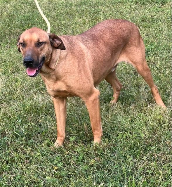 Enlarge Bo, a Adoptable mixed breed in Cairo, GA image 4/5
