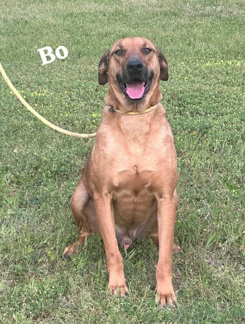 Enlarge Bo, a Adoptable mixed breed in Cairo, GA image 5/5