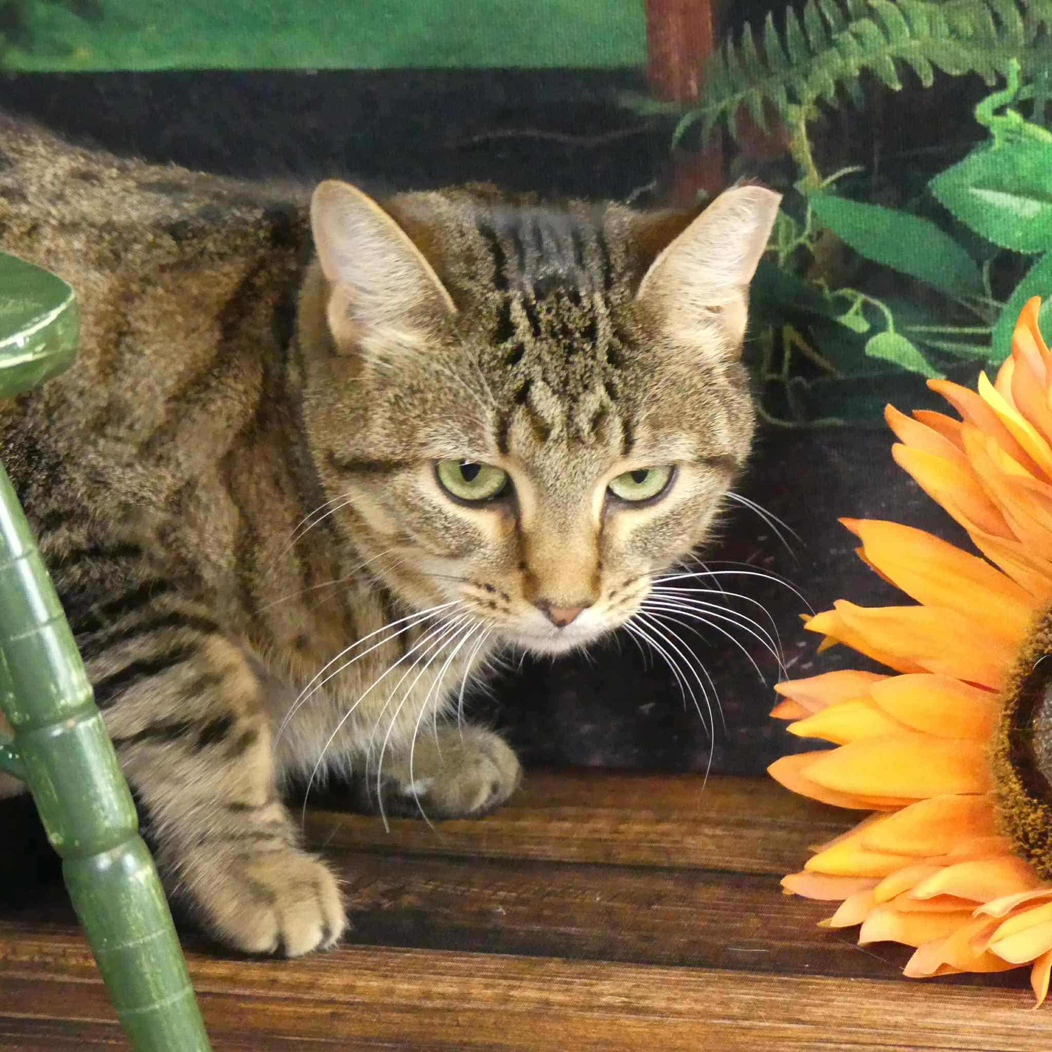 Lily