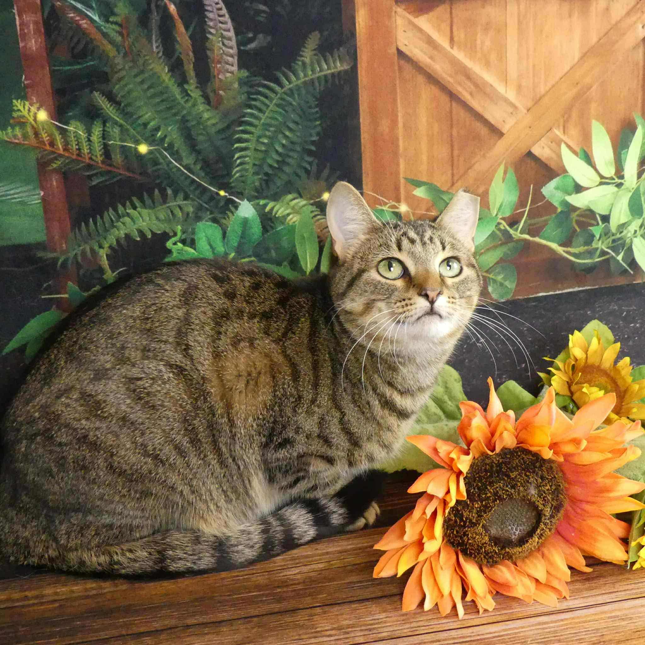 Lily