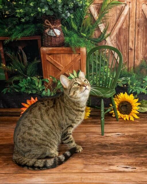 Lily