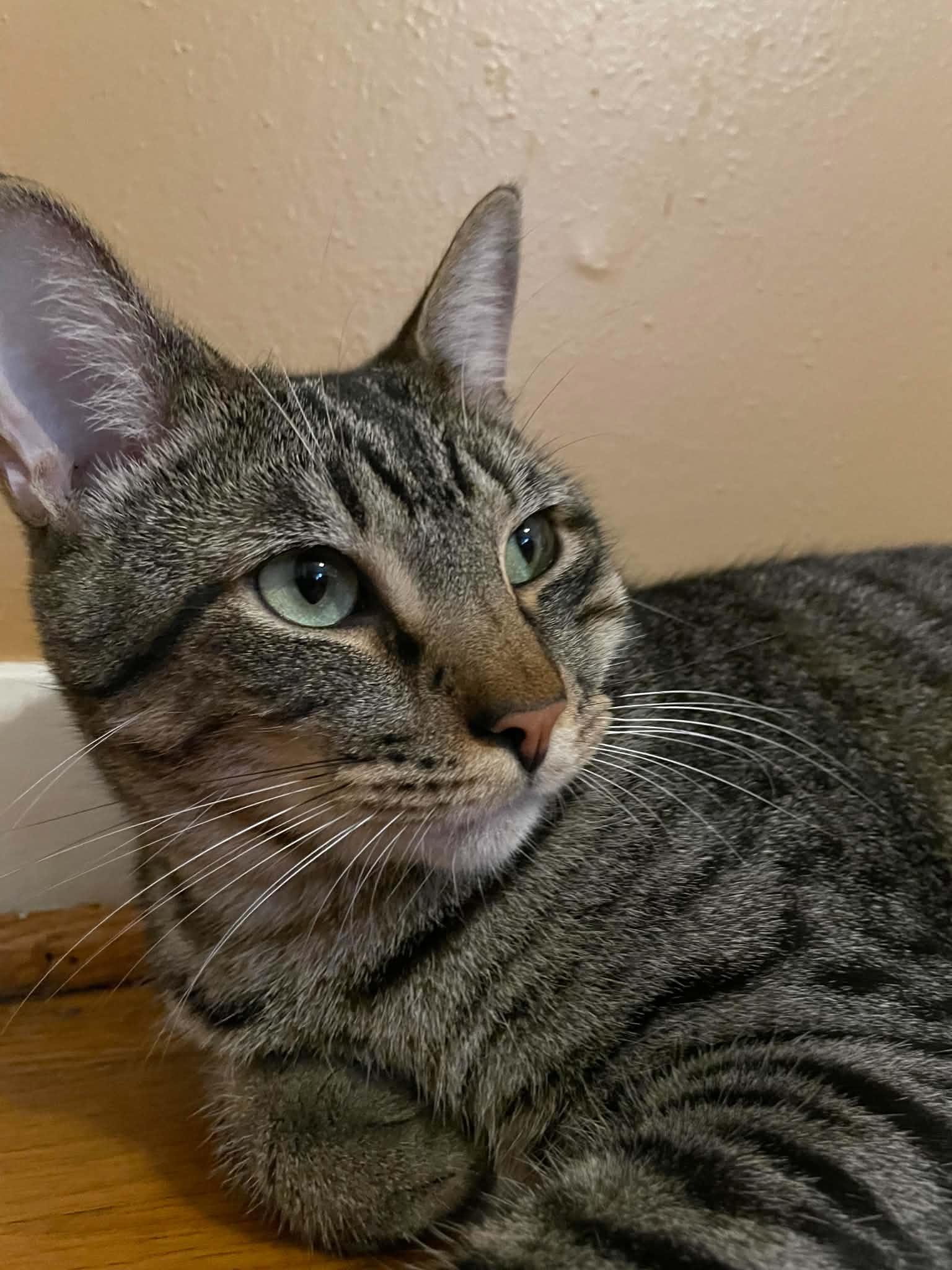 Enlarge Logan, a Adoptable Domestic Short Hair in Niagara Falls, NY image 2/6