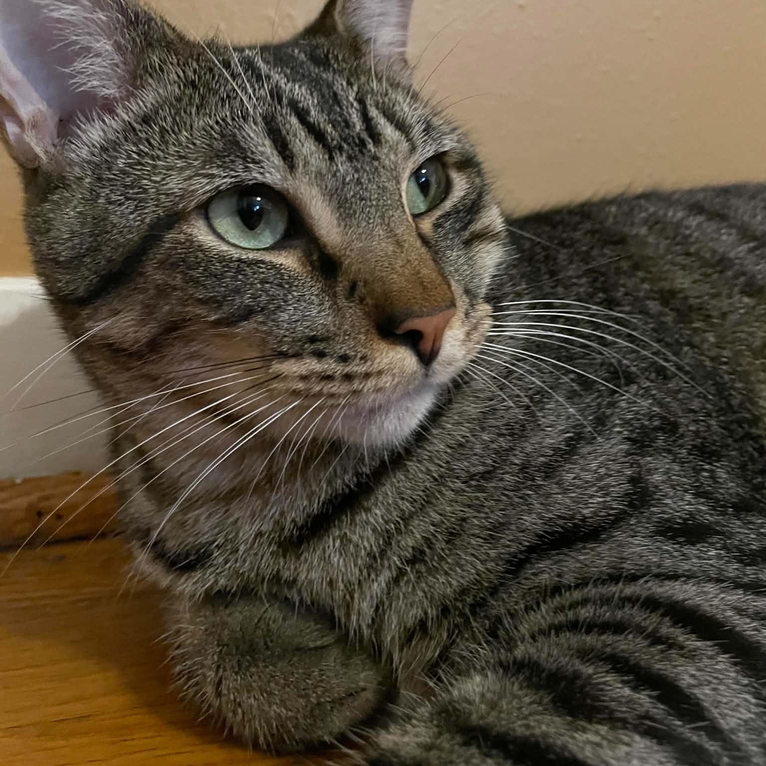 Enlarge Logan, a Adoptable Domestic Short Hair in Niagara Falls, NY image 5/6