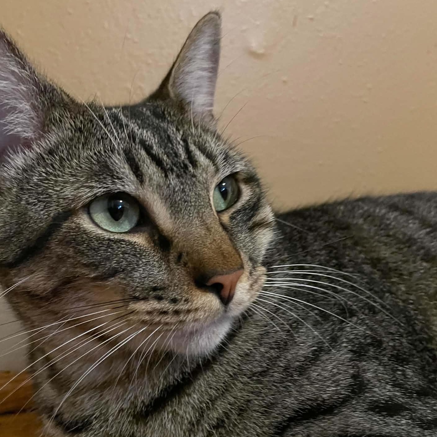 Enlarge Logan, a Adoptable Domestic Short Hair in Niagara Falls, NY image 6/6