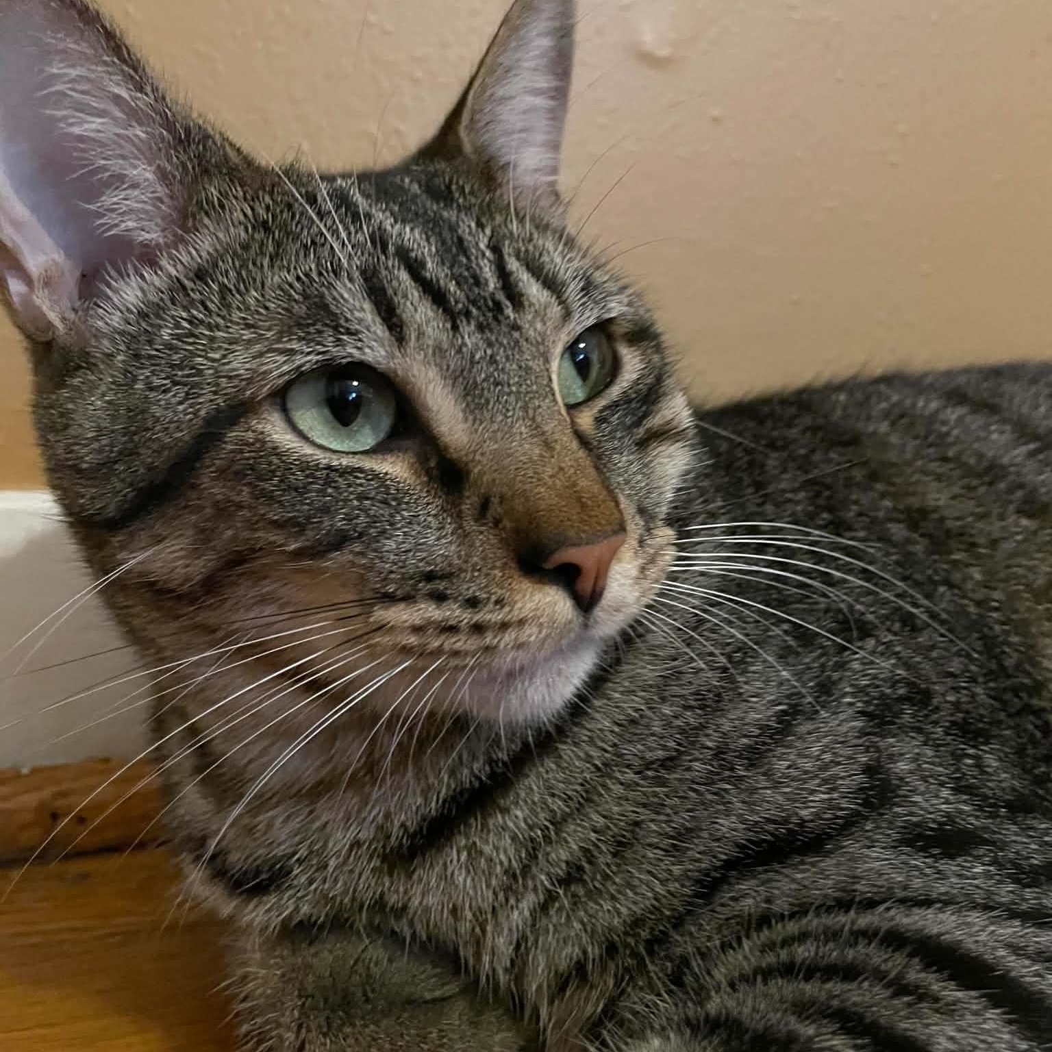 Logan, Adoptable, Young Male Domestic Short Hair.