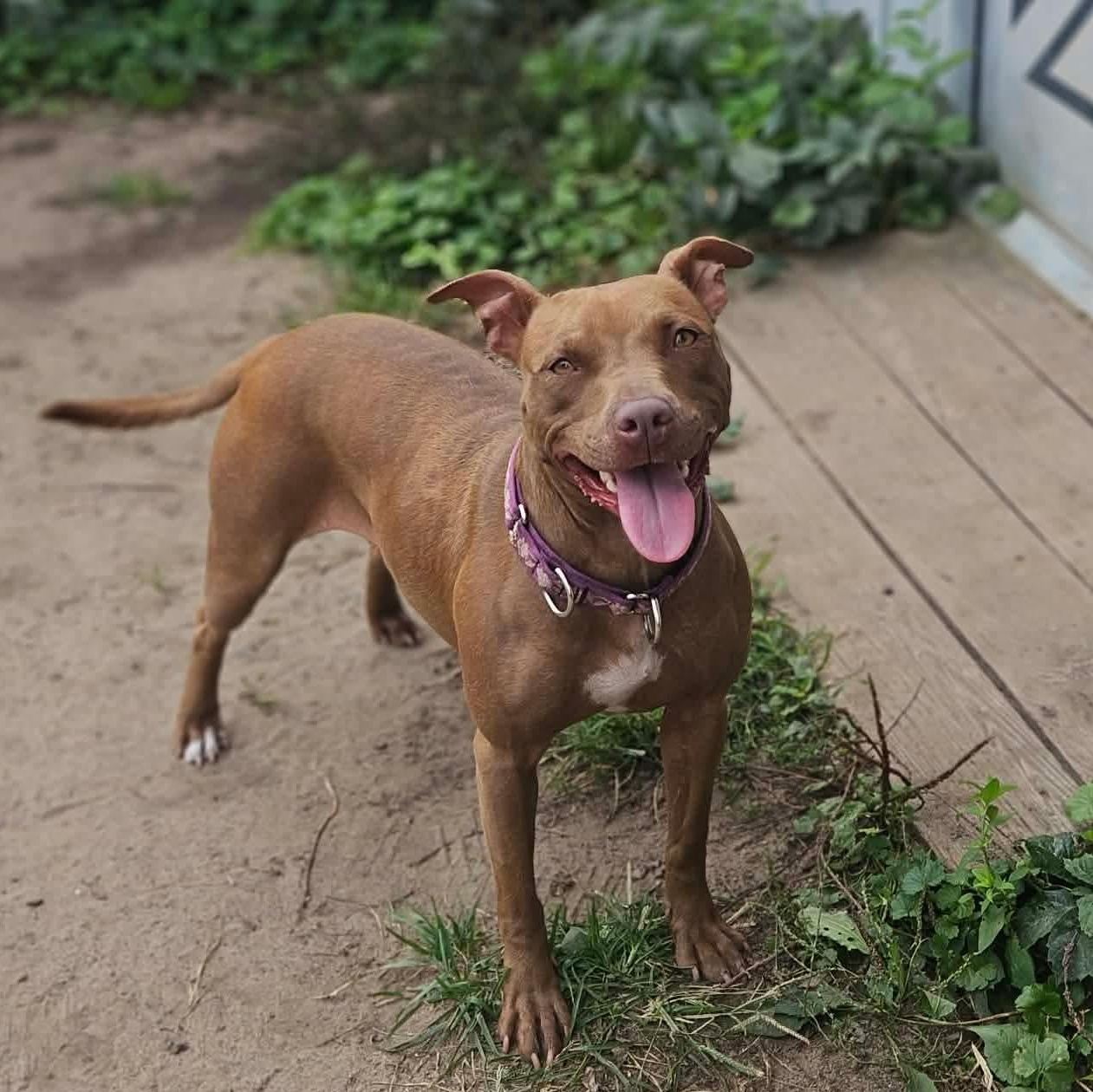 Ella (1 1/2 years old) , Adoptable, Young Female Pit Bull Terrier.