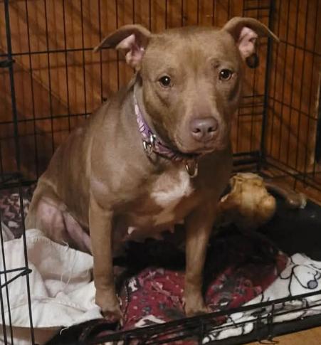 Ella (1 1/2 years old) , ADOPTABLE, Young Female Pit Bull Terrier.
