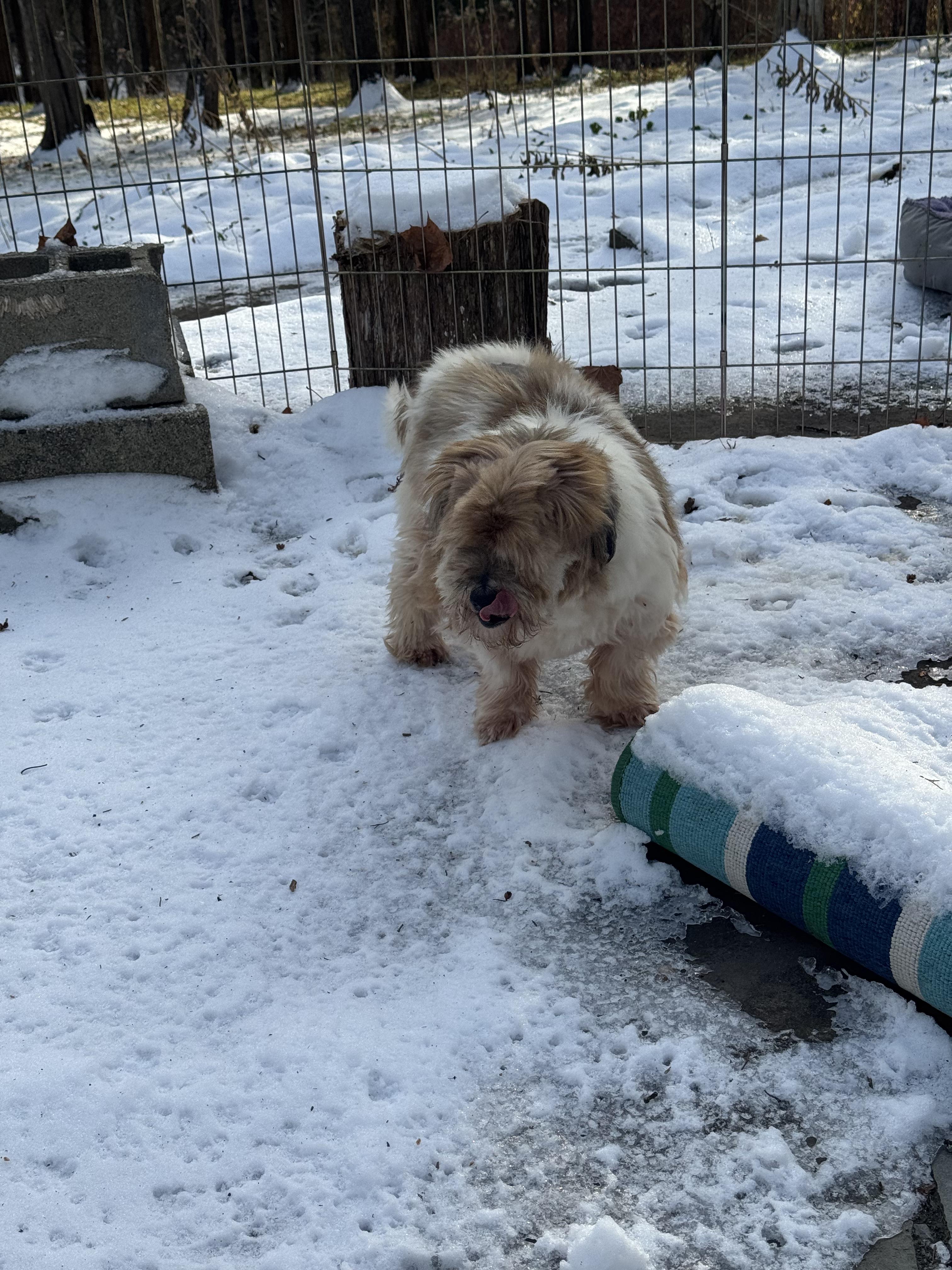 Zane, adoptable, Senior Male Lhasa Apso.