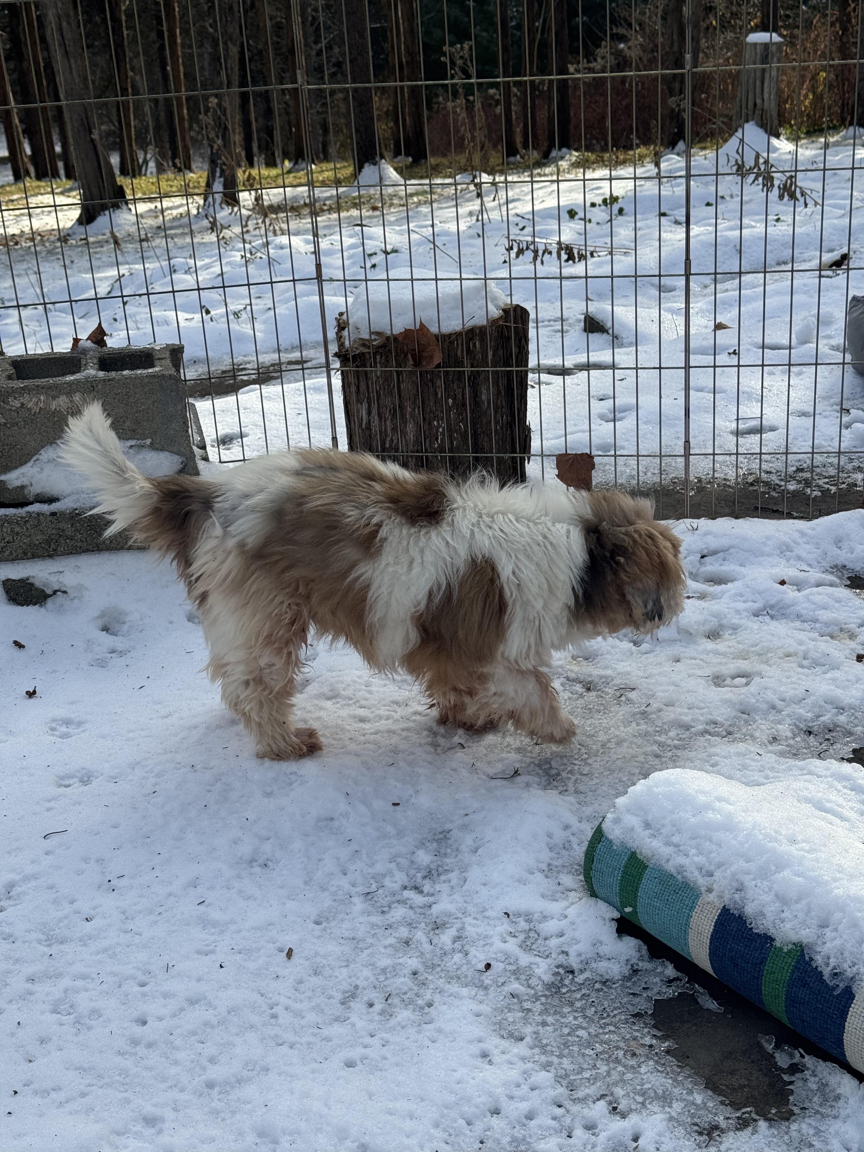 Zane, an adoptable mixed breed in Atascadero, CA image 2/4