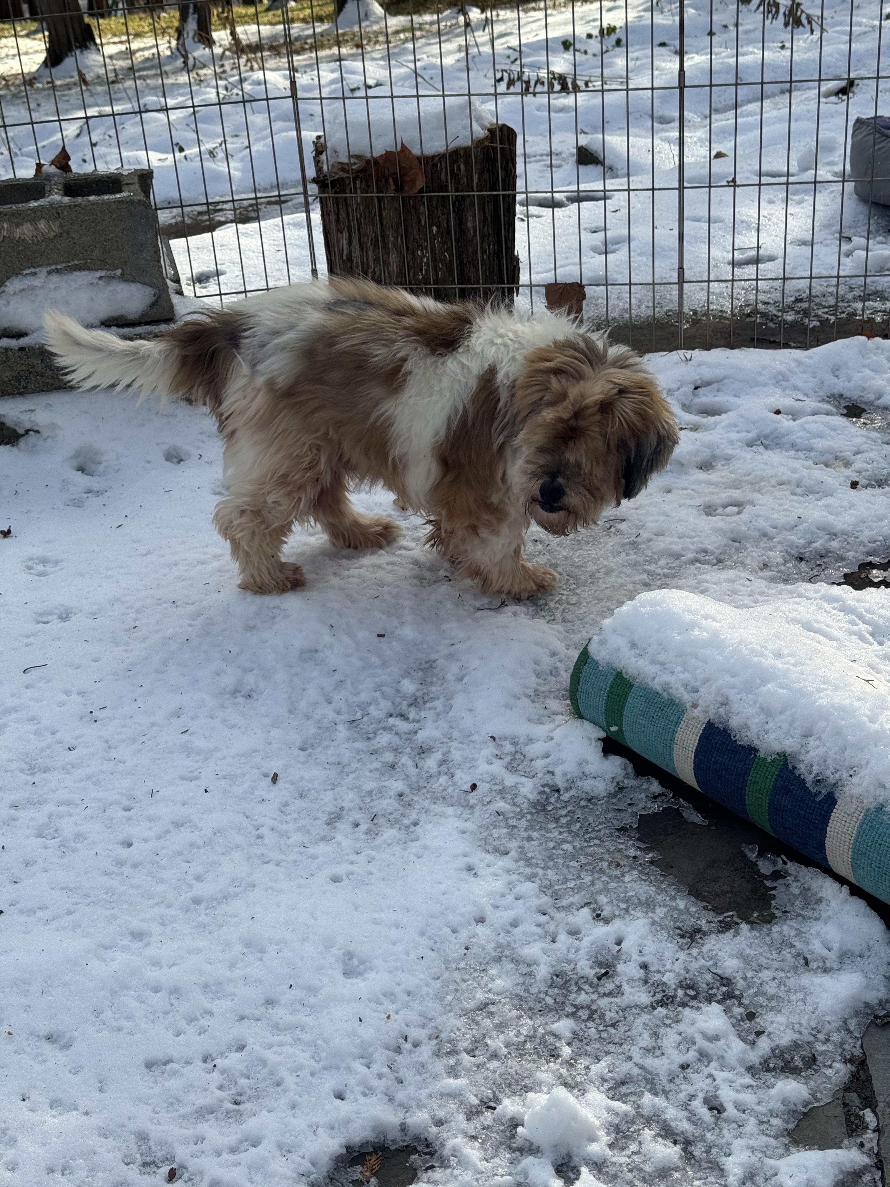 Zane, an adoptable mixed breed in Atascadero, CA image 3/4
