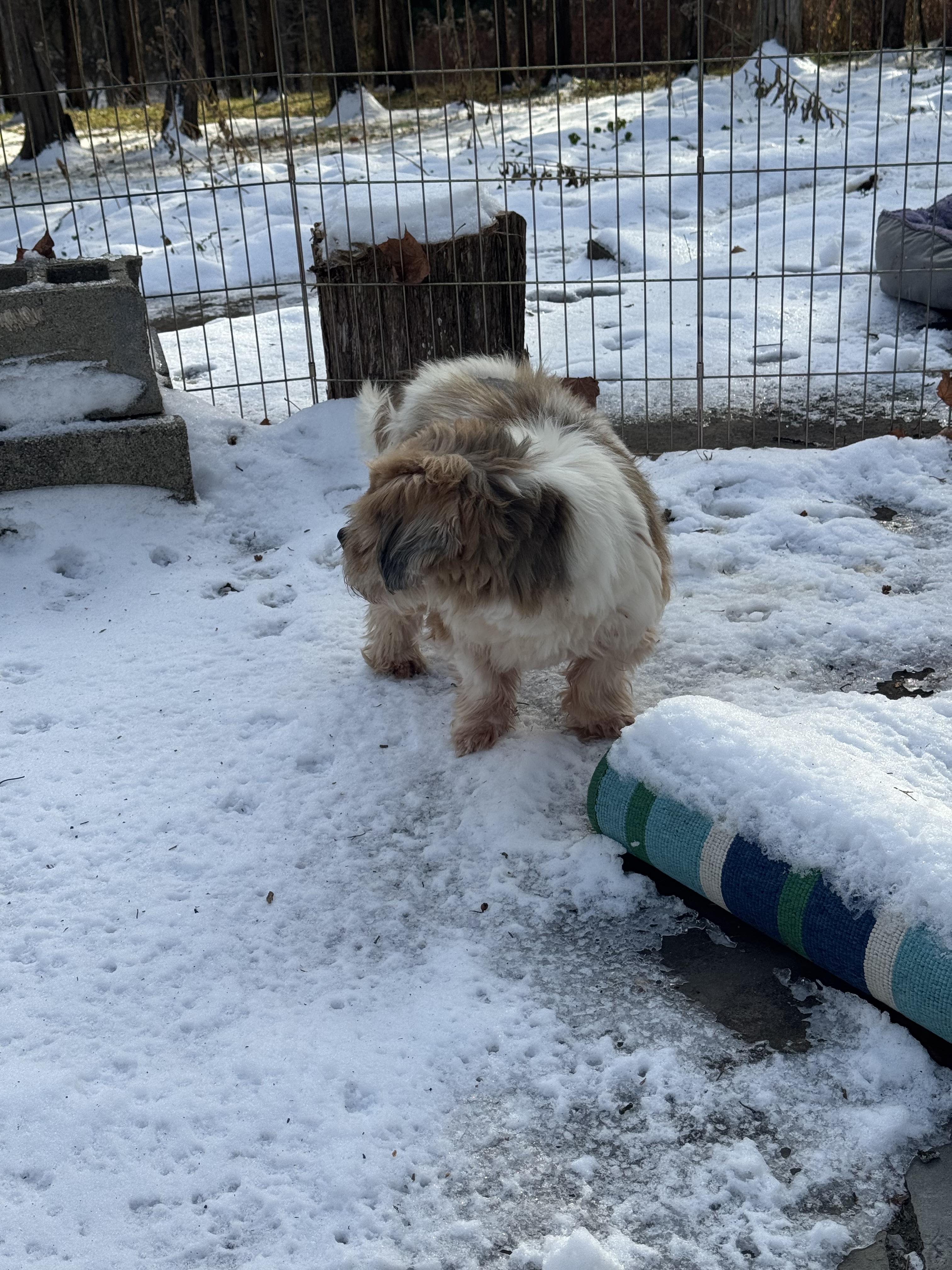Zane, an adoptable mixed breed in Atascadero, CA image 4/4