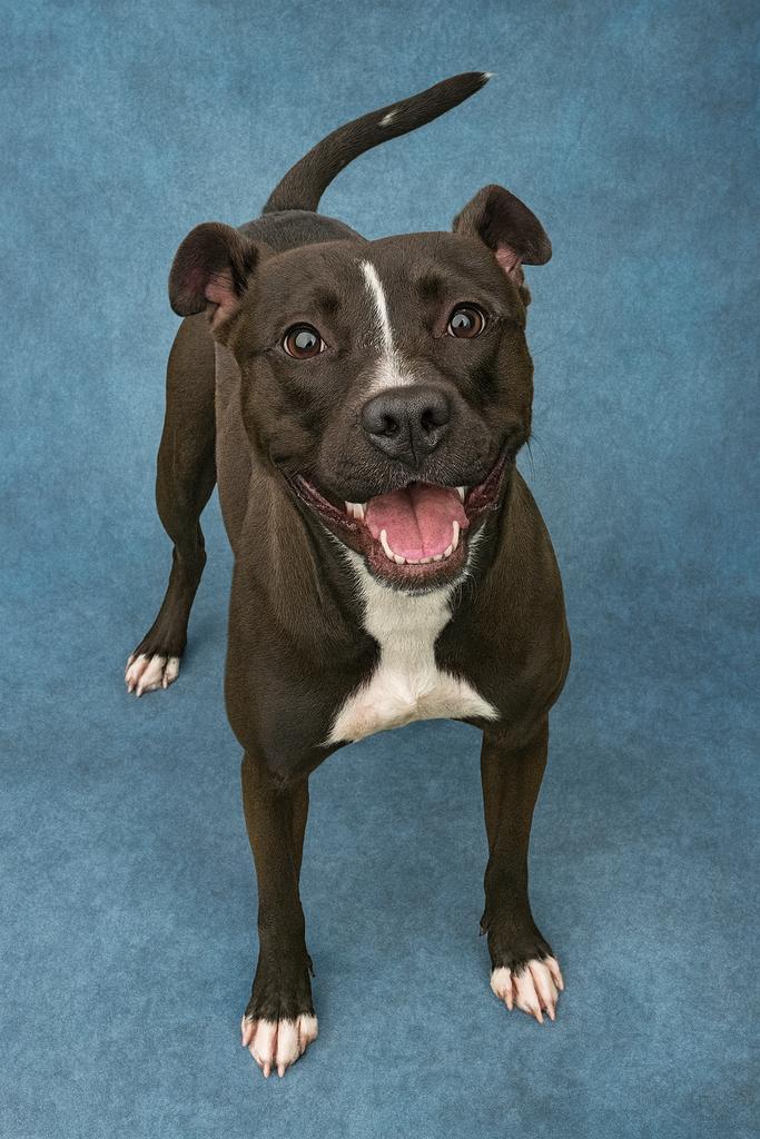 Enlarge Carbon, a Adoptable mixed breed in Florence, SC image 1/5