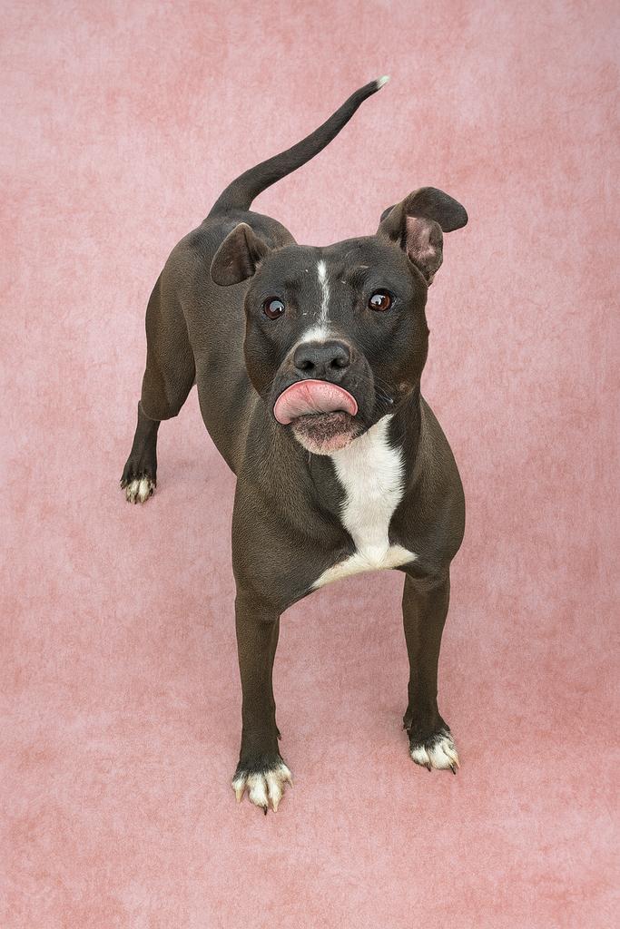 Enlarge Carbon, a Adoptable mixed breed in Florence, SC image 2/5