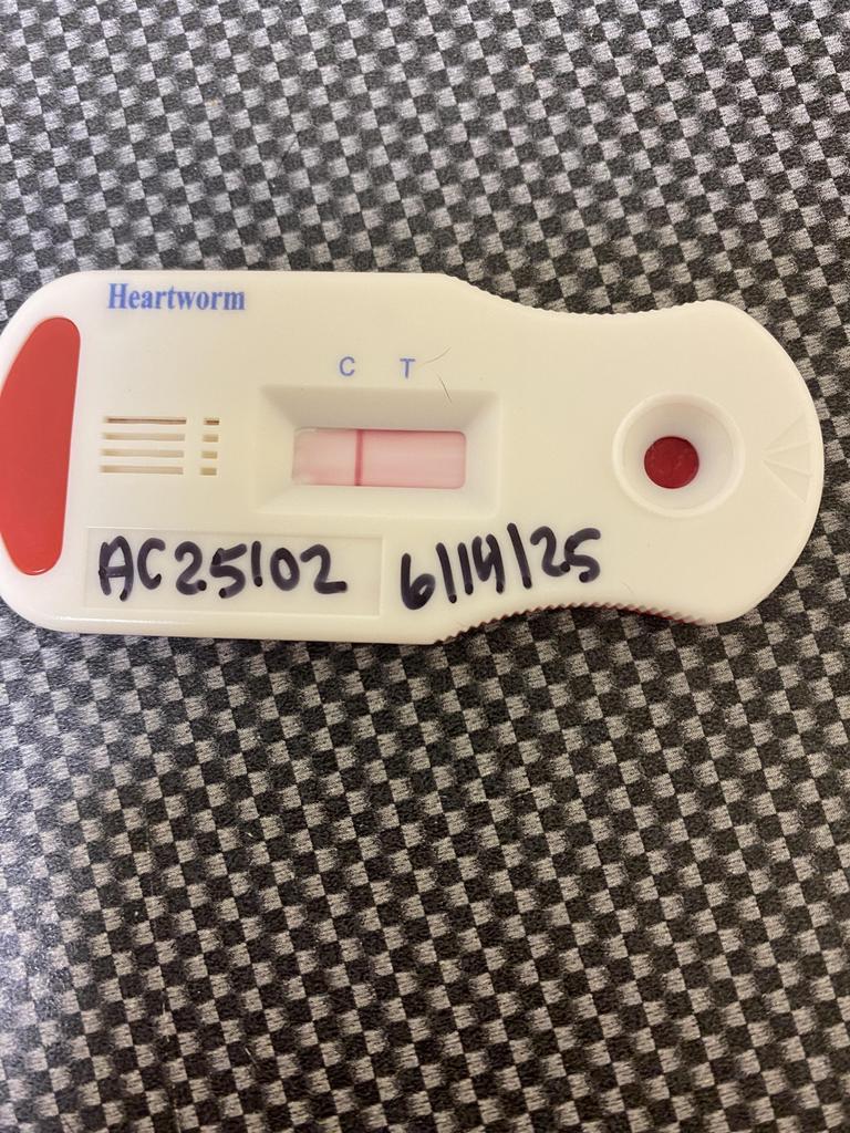 Enlarge Carbon, a Adoptable mixed breed in Florence, SC image 4/5