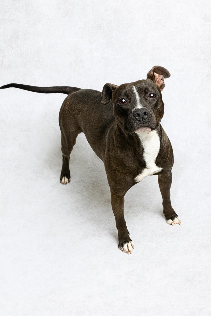 Enlarge Carbon, a Adoptable mixed breed in Florence, SC image 5/5