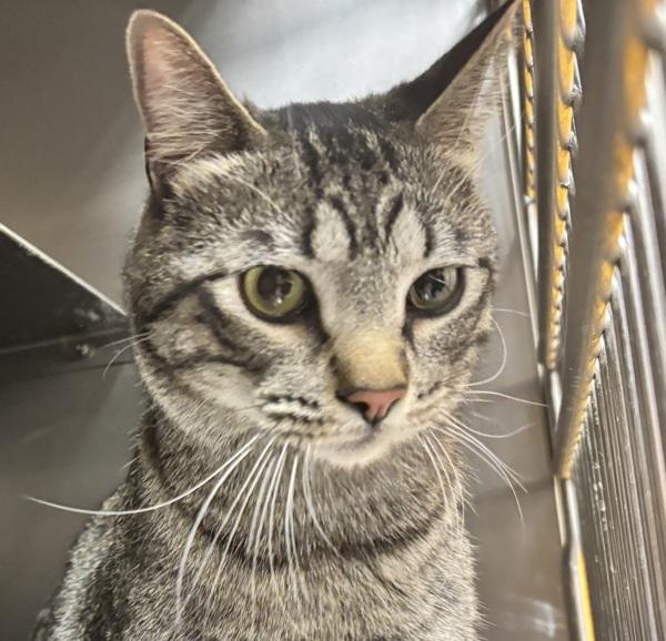 Tomas, Adoptable, Adult Male Domestic Short Hair.
