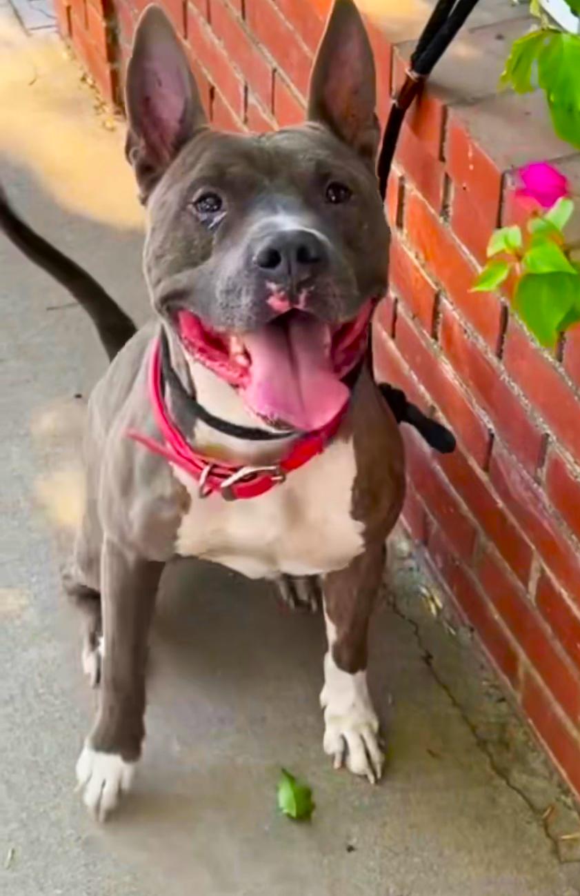 Irondale, a Adoptable mixed breed in Los Angeles, CA image 3/5