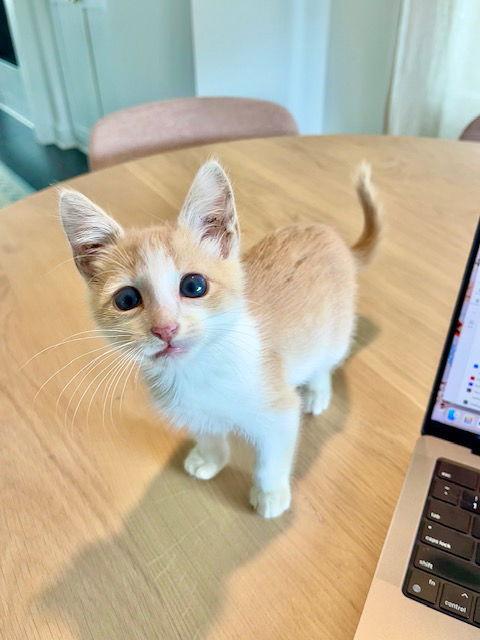 Willy, Adopted, Kitten Male Tabby.