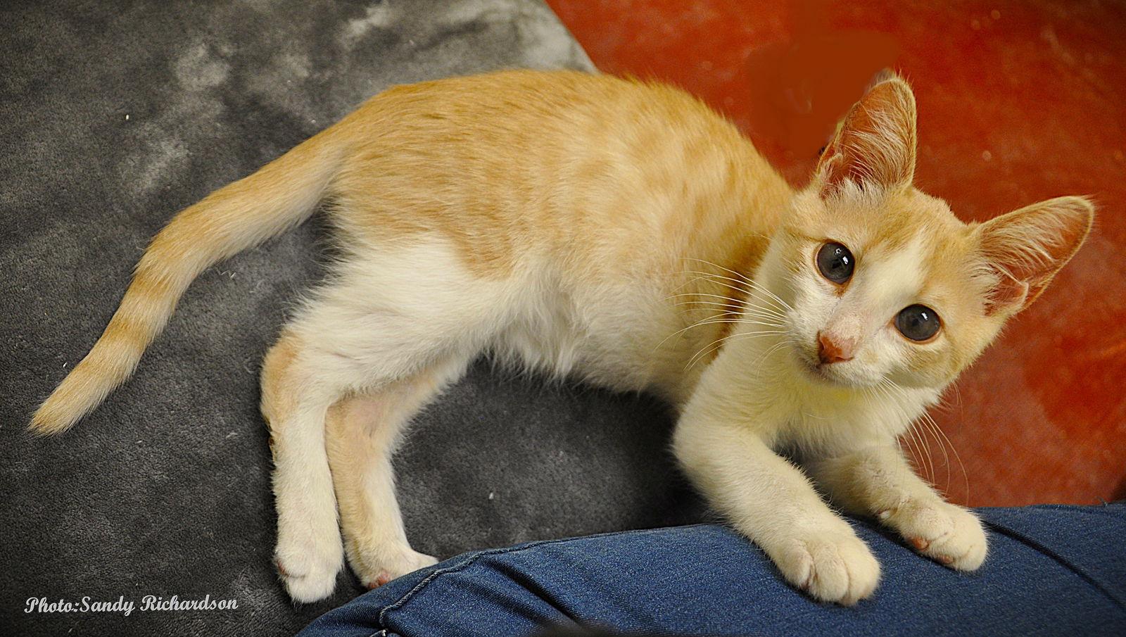 Willy, a Adopted Tabby in Stone Mountain, GA image 2/3
