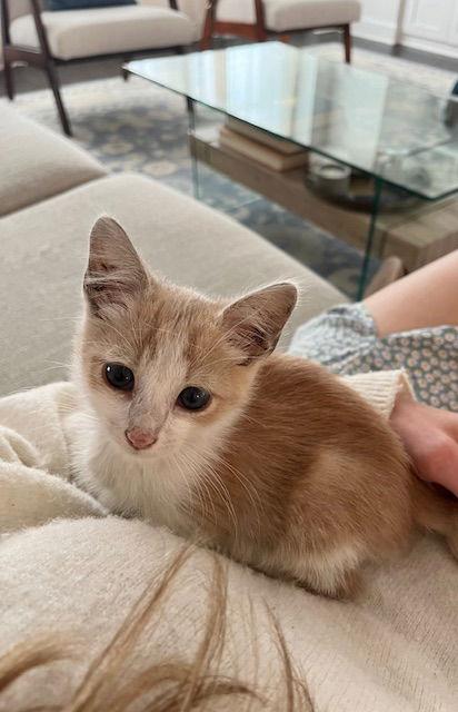 Willy, a Adopted Tabby in Stone Mountain, GA image 3/3