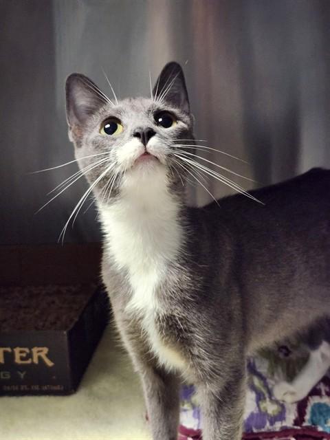 Enlarge Delilah, a Adoptable Domestic Short Hair in Dayton, OH image 2/2