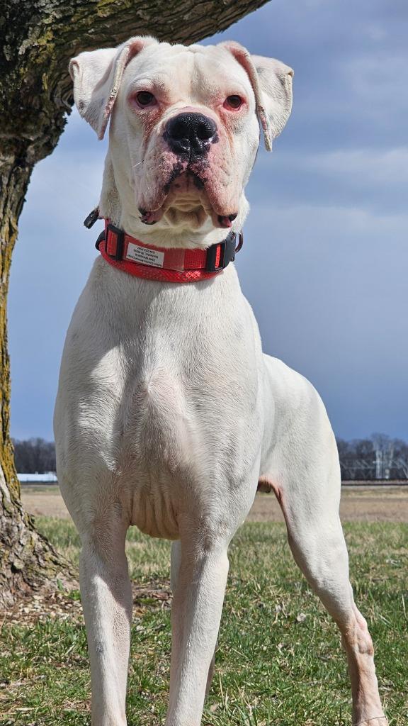 Mulligan, Adoptable, Young Male Boxer.
