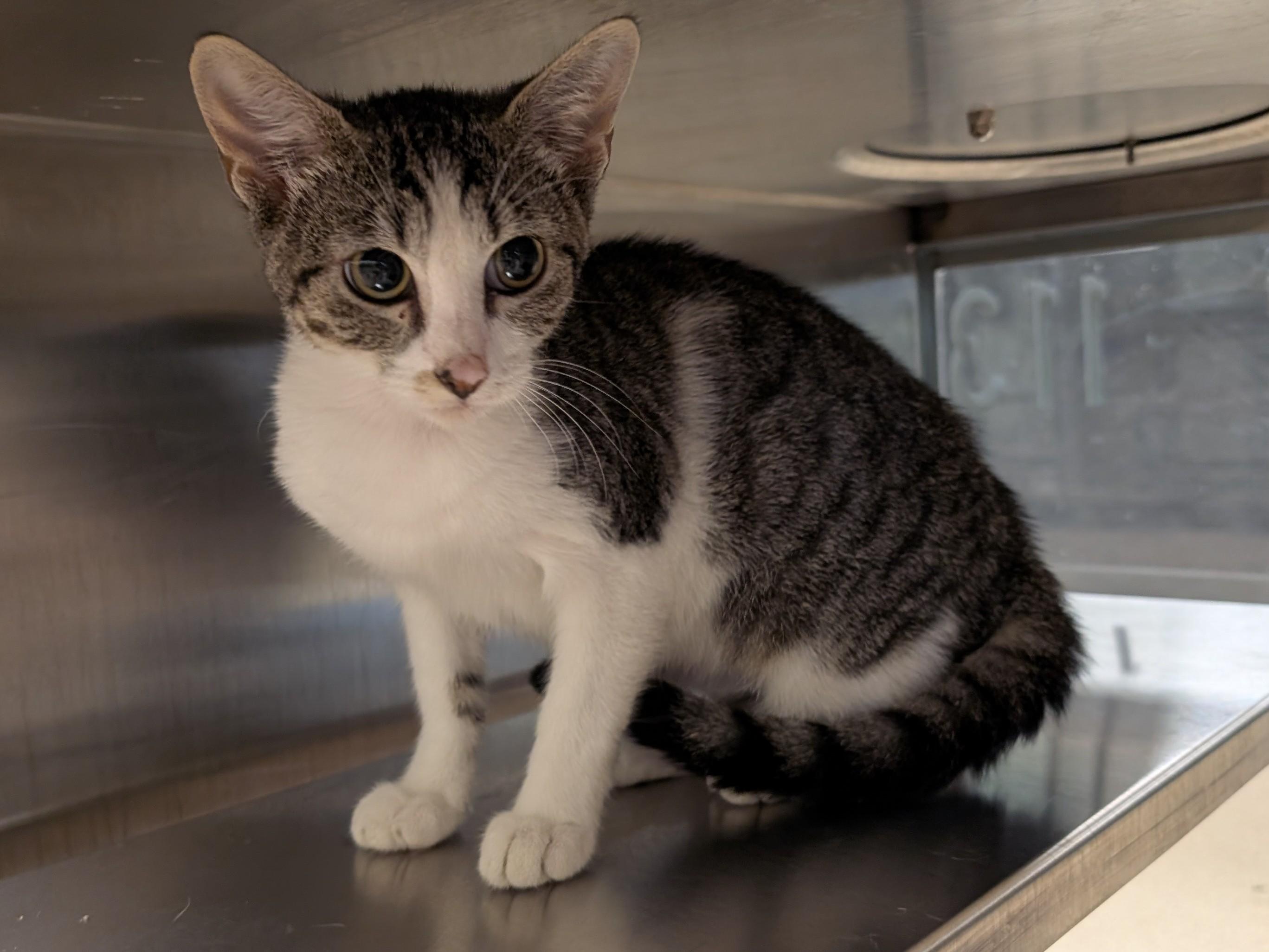 Buttons A211488